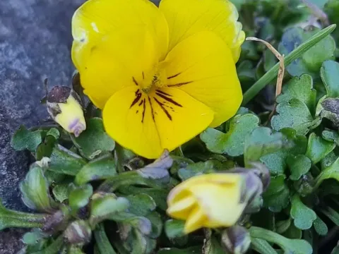 Viola paradoxa