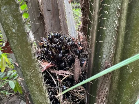 Oil palm