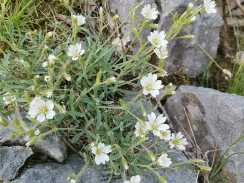 Cerastium decalvans