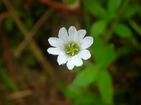 Cerastium azoricum