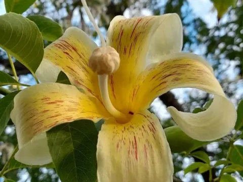 Ceiba chodatii