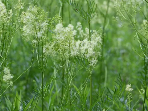 Narrowleaf Meadow-rue