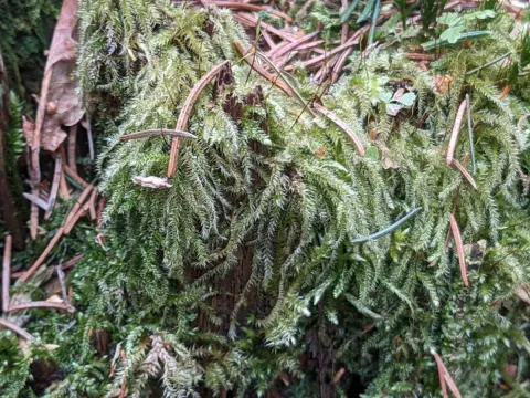 Herzogiella seligeri