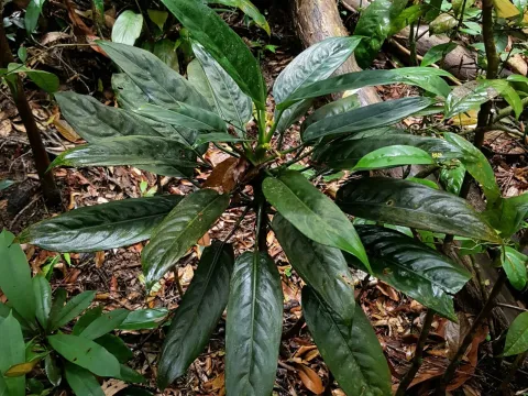 Aglaonema simplex