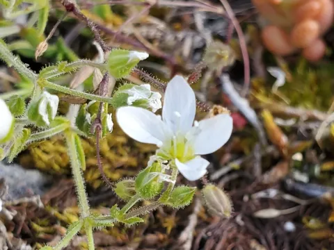 Arenaria ligericina