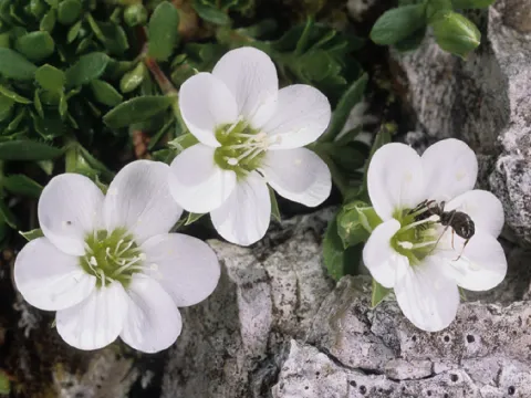 Bernese sandwort