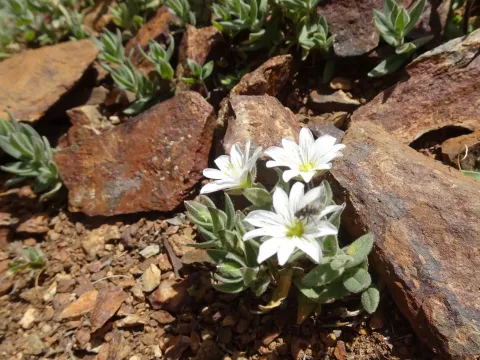 Pyrenean mouse-ear