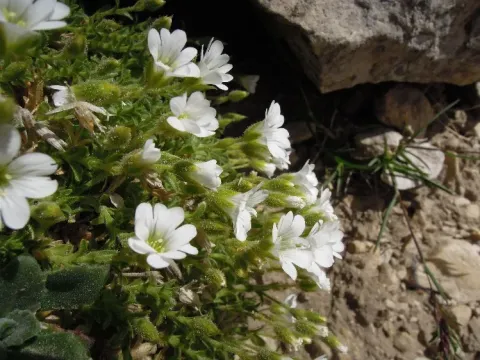 Cerastium thomasii