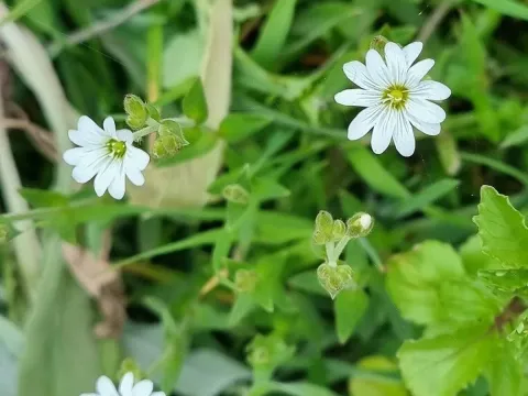 Cerastium vagans