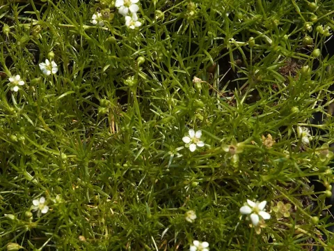 Heath pearlwort