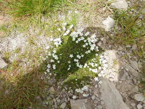 Sagina glabra