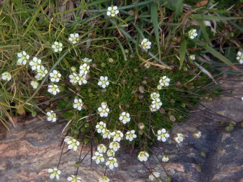 Heath pearlwort