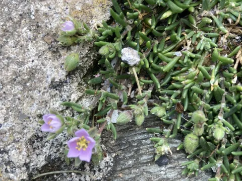 Rock sea-spurrey