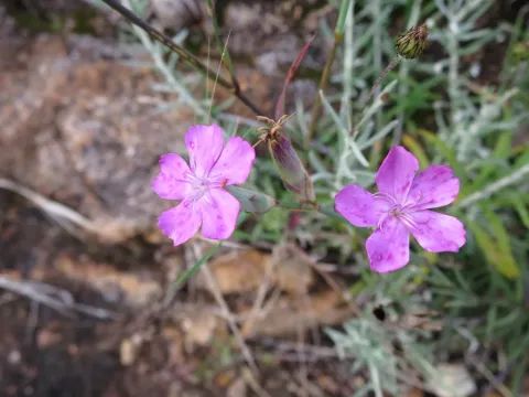 Sintra carnation