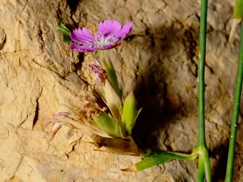 Dianthus crassipes