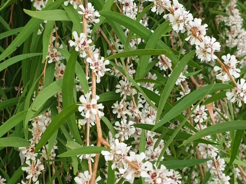 Агоніс