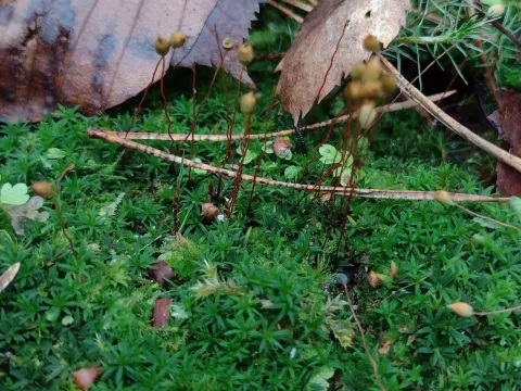 Dwarf hair moss
