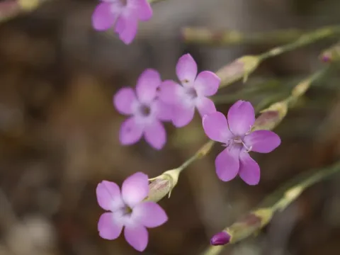 Dianthus pungens