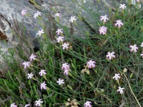 Serrate-leaved pink