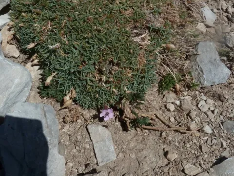 Dianthus subacaulis