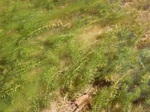 Елодея