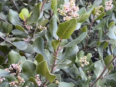 Lemonade sumac