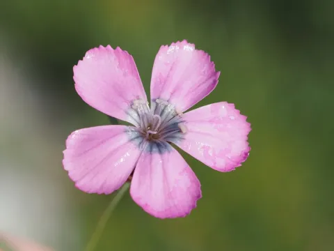 Peacock pink