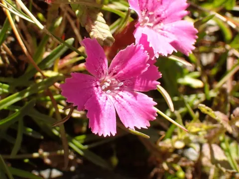 Glacier pink