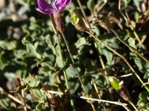 Lange's Pink