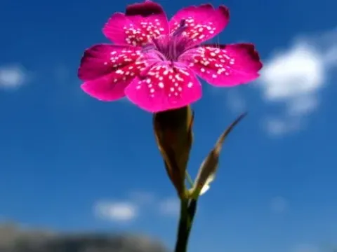 Dianthus biflorus