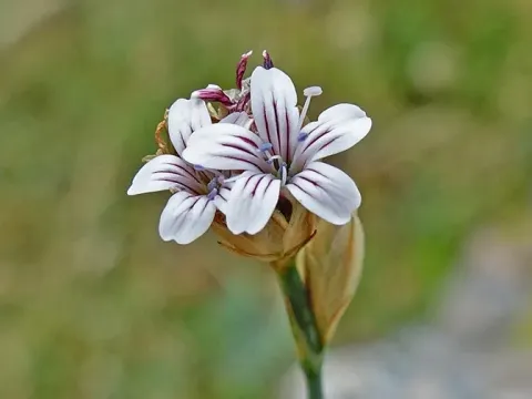 Petrorhagia thessala
