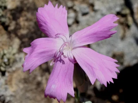 Rusty pink