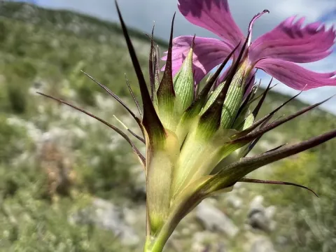 Dianthus balbisii
