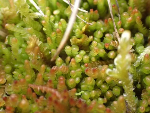 Nardia scalaris