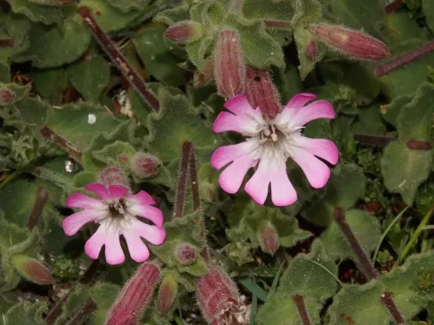 Silene foetida