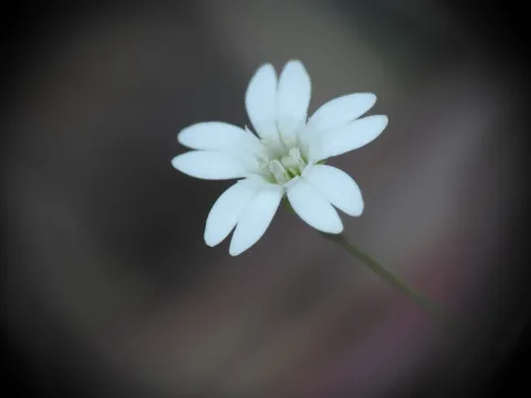 Смолёвка сосновая