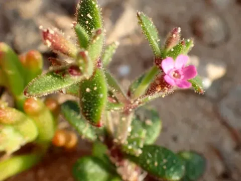 Sedum-leaved catchfly