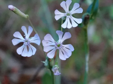 Silene graeca