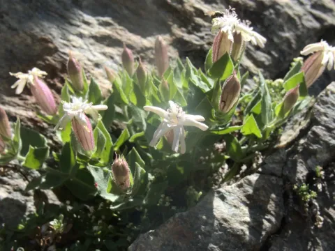 Heartleaf catchfly