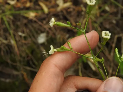 Silene mellifera