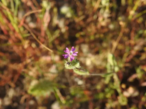 Silene micropetala