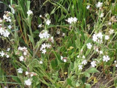 Silene marizii