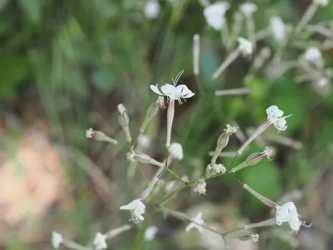 Italian Catchfly