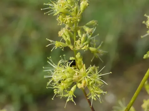 Silene densiflora