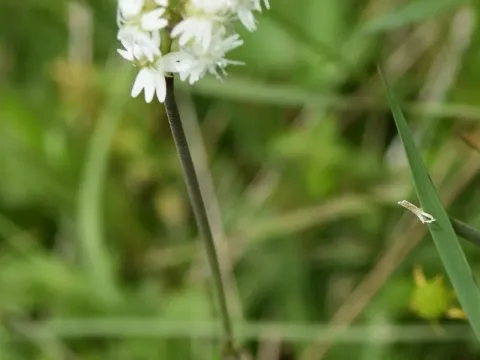 Silene roemeri