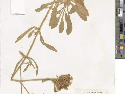 Silene velutina