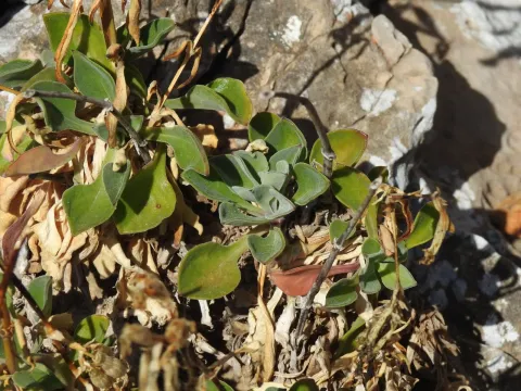 Silene rothmaleri
