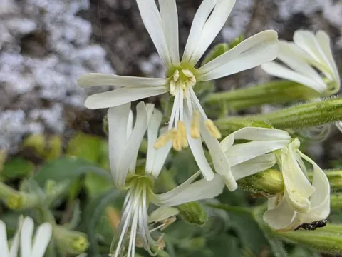 Silene andryalifolia