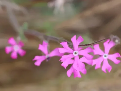 Rough-flowered catchfly