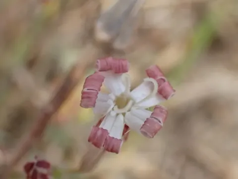 Silene portensis